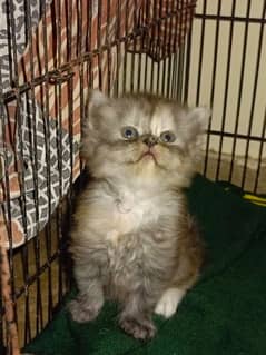 Persian Kittens | Punch Face | Triple Coated | Kittens For Sale