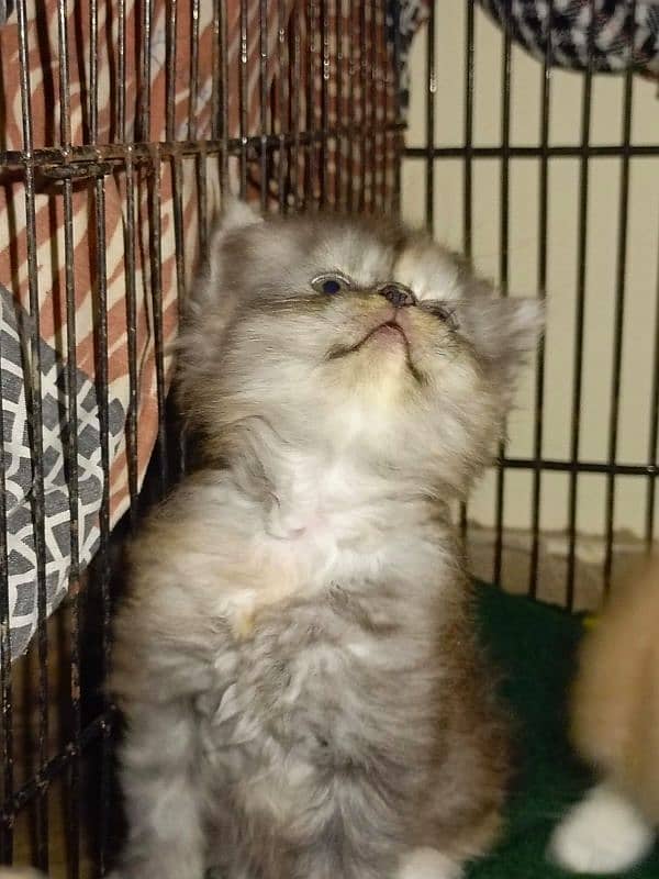 Persian Kittens | Punch Face | Triple Coated | Kittens For Sale 8