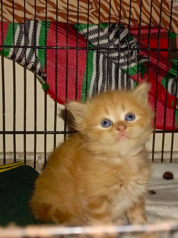 Persian Kittens | Punch Face | Triple Coated | Kittens For Sale 11