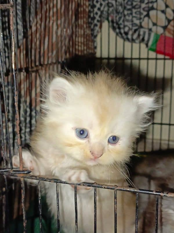 Persian Kittens | Punch Face | Triple Coated | Kittens For Sale 13