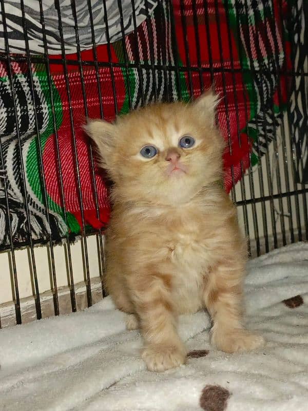 Persian Kittens | Punch Face | Triple Coated | Kittens For Sale 14