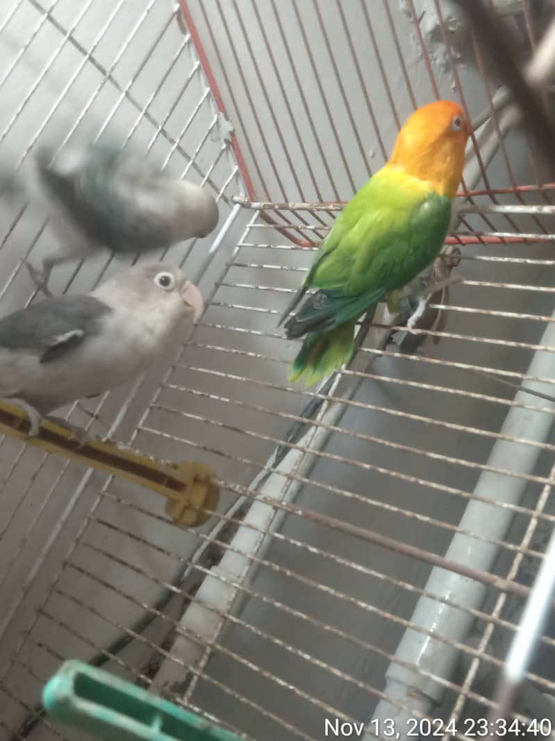 Black move bounded pair & green opaline female, albino red eyes/ black 0