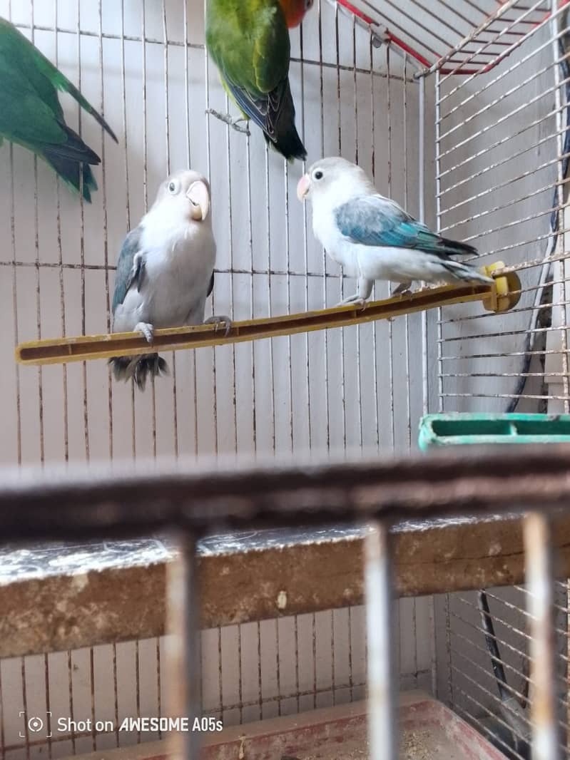 Black move bounded pair & green opaline female, albino red eyes/ black 1