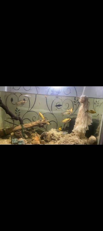 Betta fish male or female dono hi available ha 2