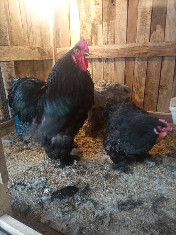 Black & Blue Heavy Cochin for Sale 10