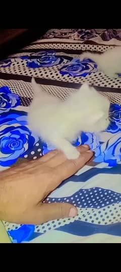 Persian kittens for sale