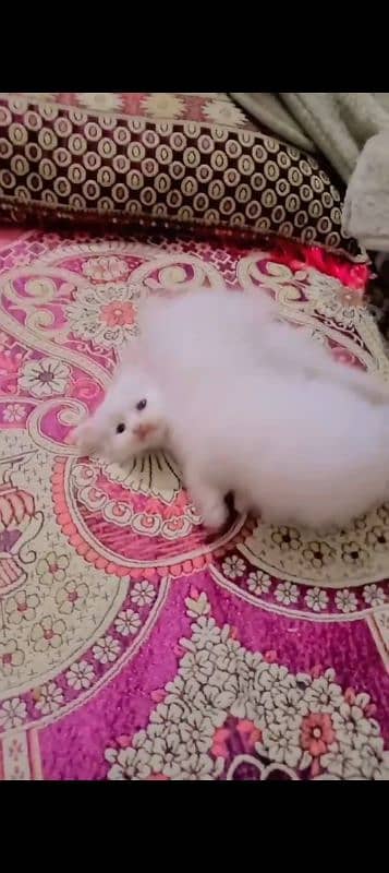 Persian kittens for sale 3