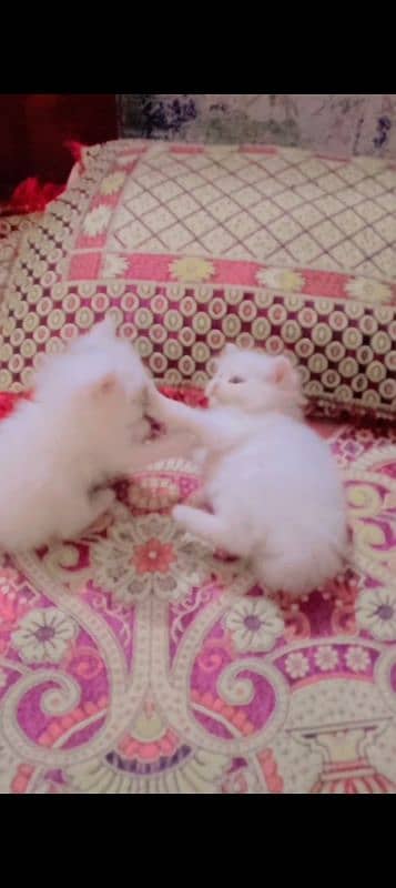 Persian kittens for sale 4