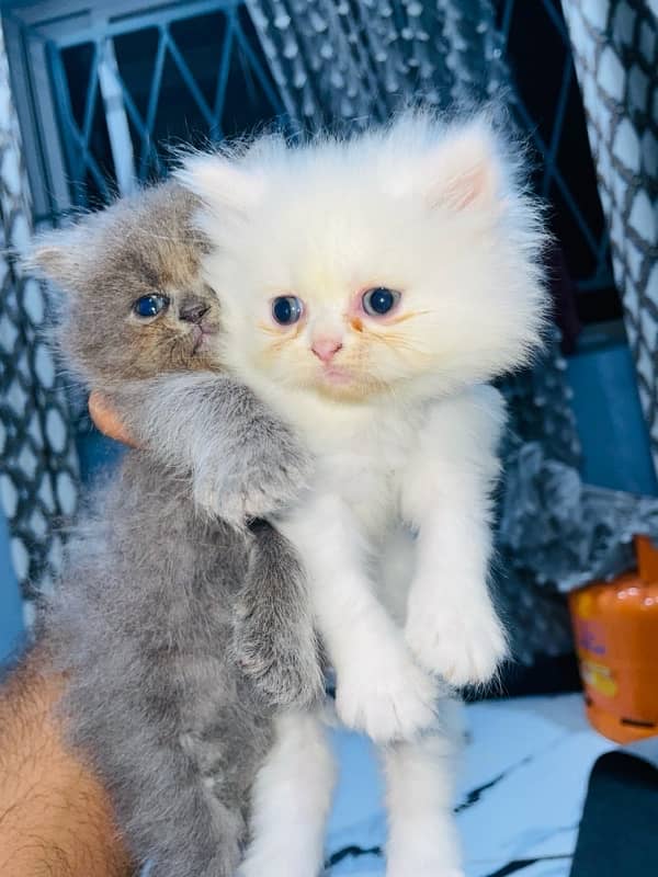 triple coat punch face male female kitten for sale 0