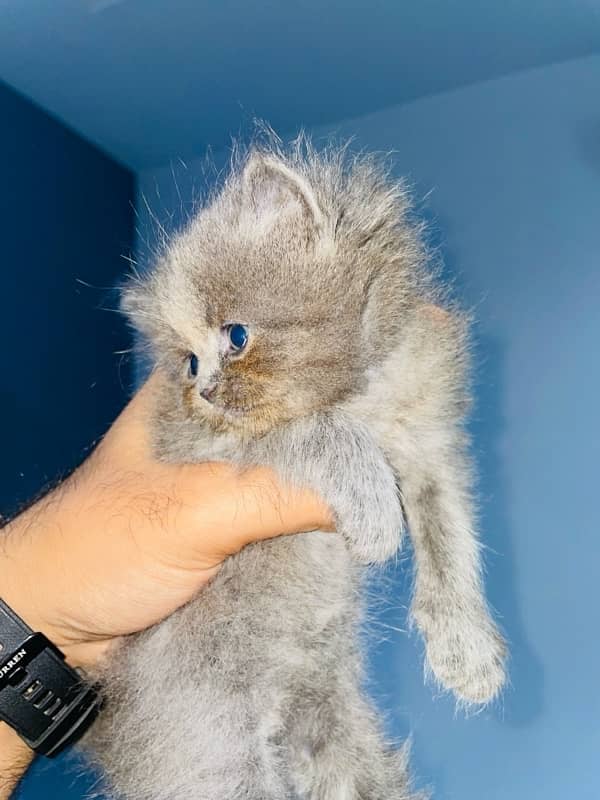 triple coat punch face male female kitten for sale 1