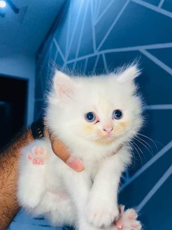 triple coat punch face male female kitten for sale 2