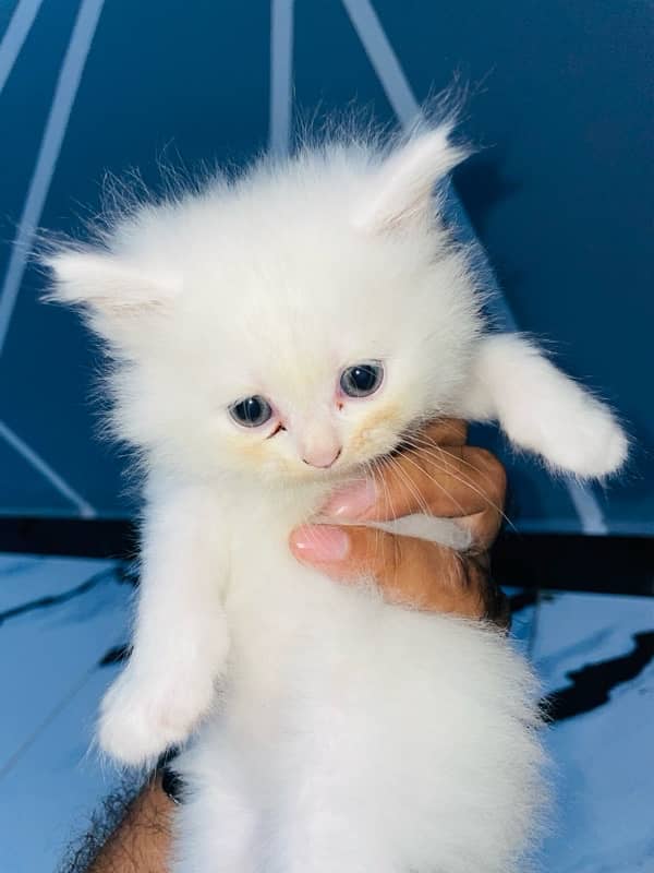 triple coat punch face male female kitten for sale 3