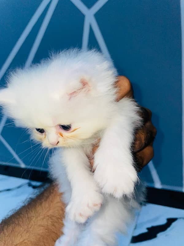 triple coat punch face male female kitten for sale 4