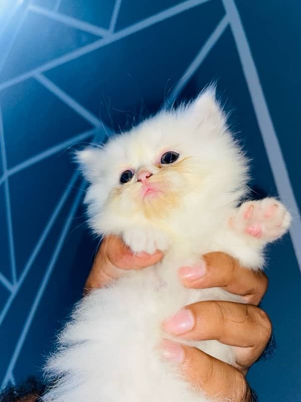 triple coat punch face male female kitten for sale 5