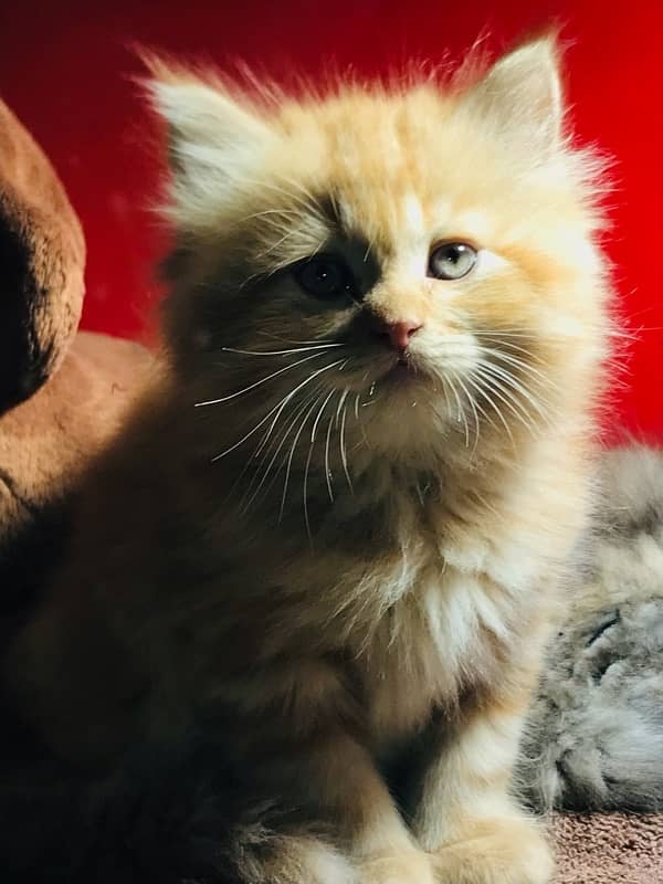 pure persian Guaranteed healthy kittens for sale Cash on delivery 1