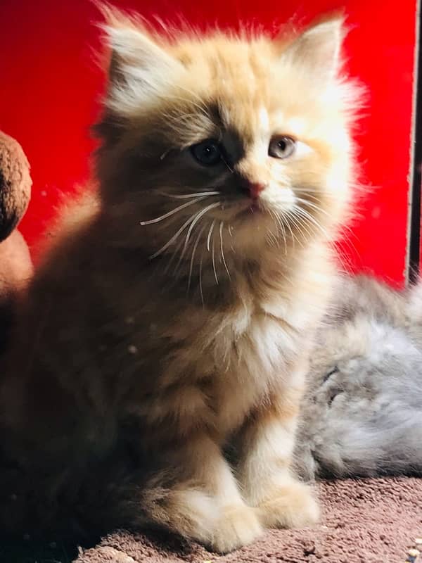 pure persian Guaranteed healthy kittens for sale Cash on delivery 2