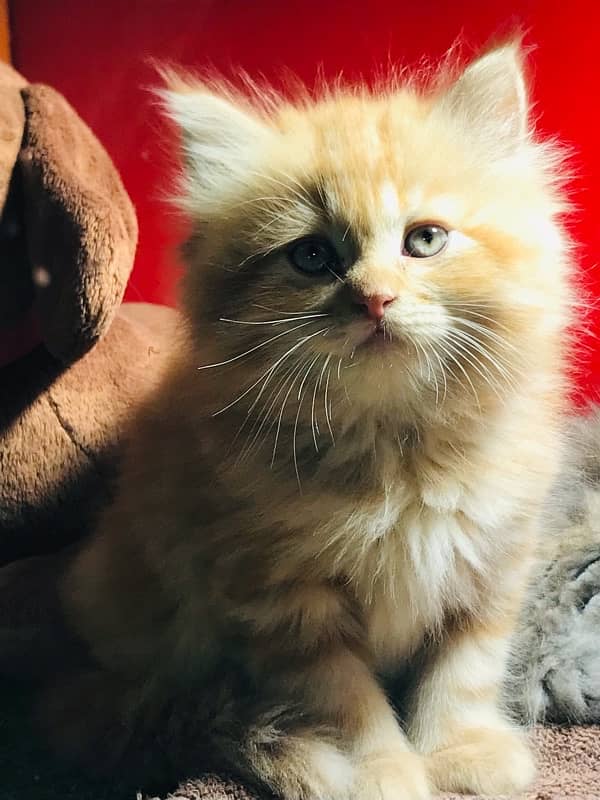 pure persian Guaranteed healthy kittens for sale Cash on delivery 4