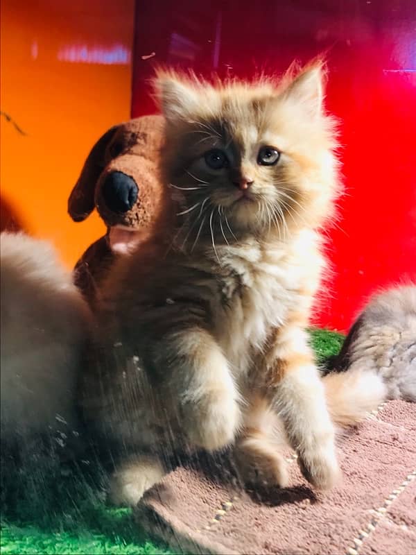 pure persian Guaranteed healthy kittens for sale Cash on delivery 5