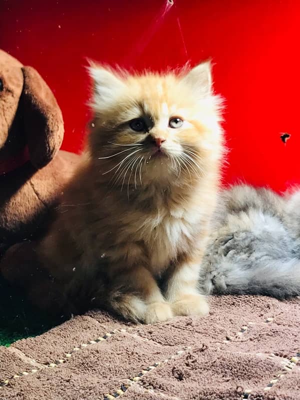 pure persian Guaranteed healthy kittens for sale Cash on delivery 6