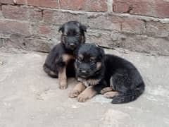 german shepherd puppies male/female