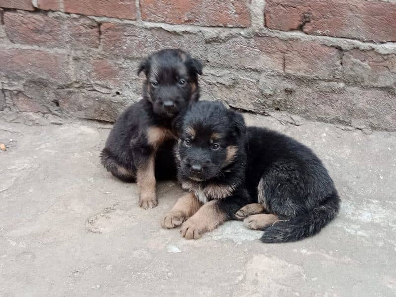 german shepherd puppies male/female 0