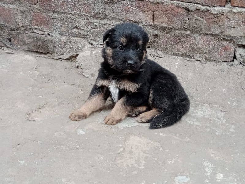 german shepherd puppies male/female 1