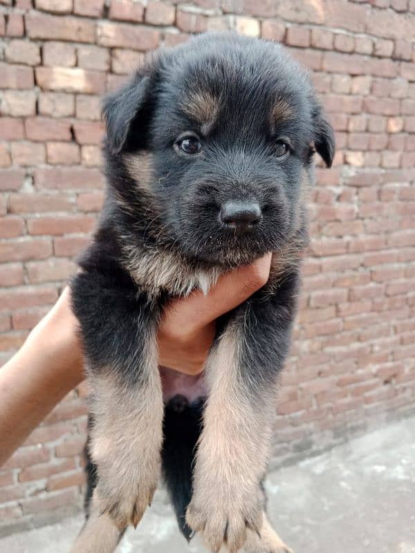 german shepherd puppies male/female 2