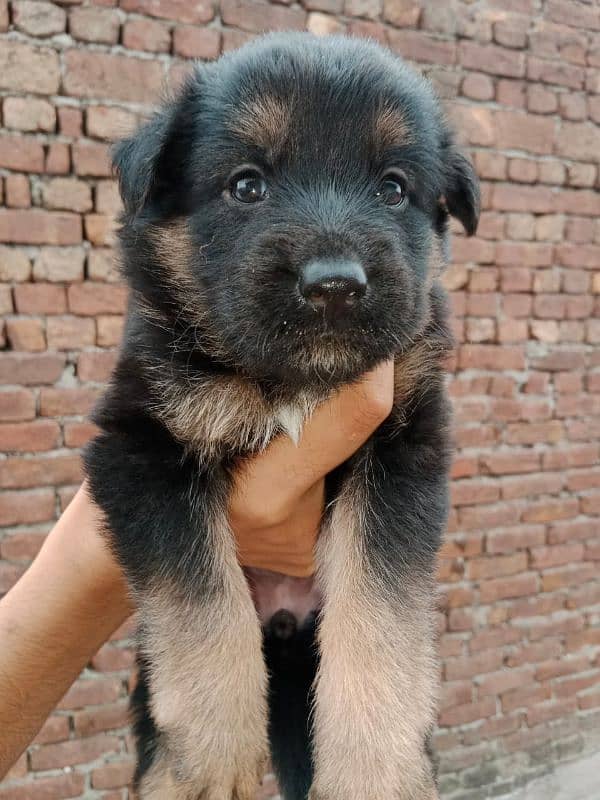 german shepherd puppies male/female 3