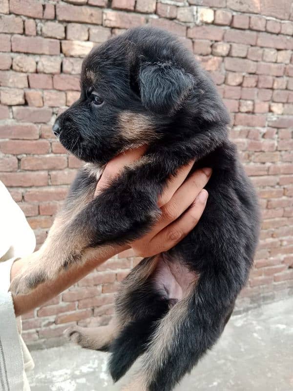 german shepherd puppies male/female 4