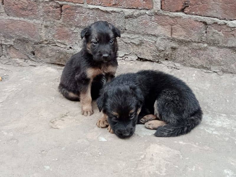 german shepherd puppies male/female 5