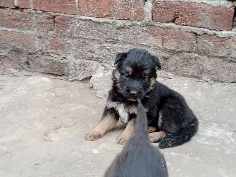 german shepherd puppies male/female 6