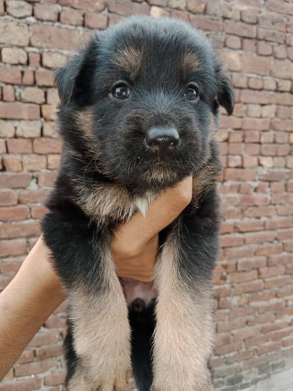 german shepherd puppies male/female 7