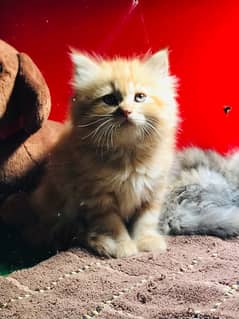 GIFT quality Blue eye PURE breed triple coated kittens CASH ON DELIVE