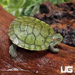 Red Ear Slider Turtle Available for sale