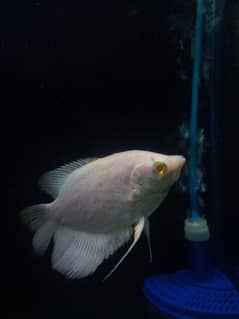 Albino