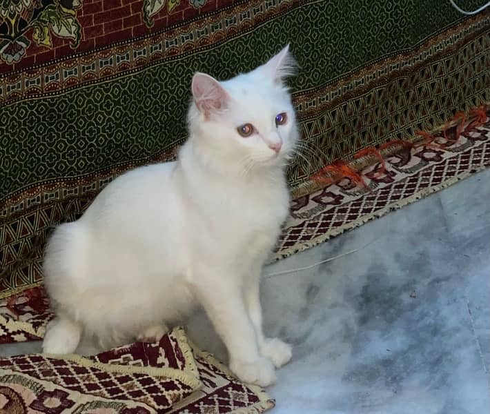 persian cat white age 5 month  condition Good 1