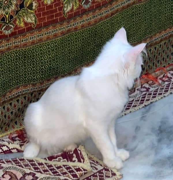 persian cat white age 5 month  condition Good 2