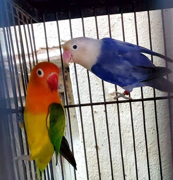 some breeder pairs of love birds 1