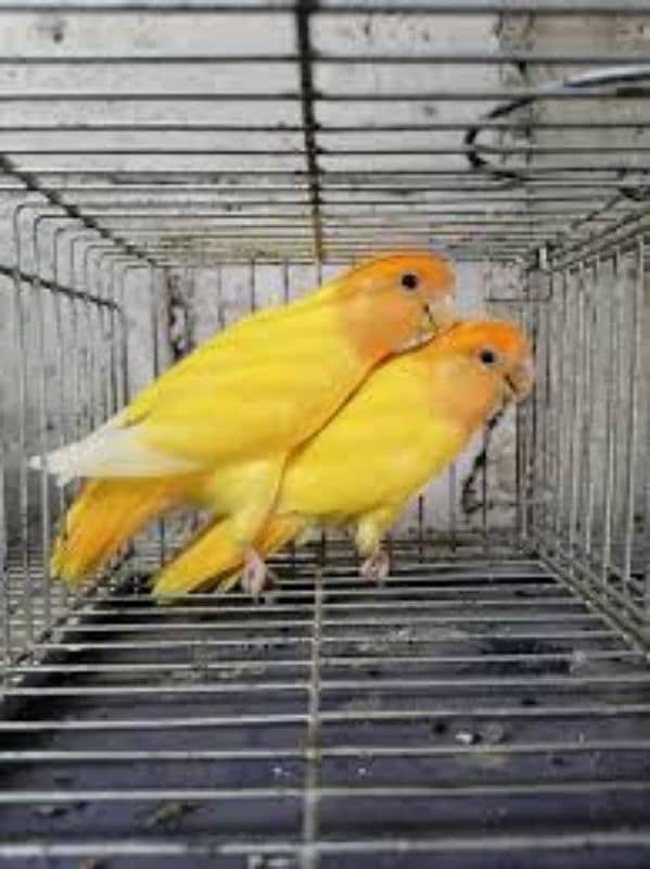 some breeder pairs of love birds 2