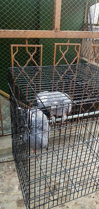 African grey parrot 0