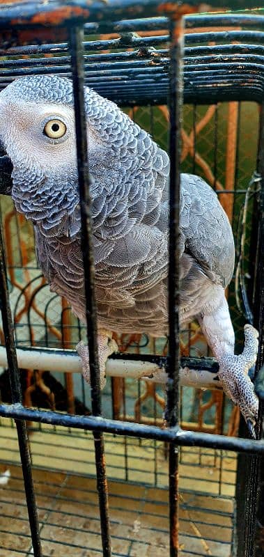 African grey parrot 1