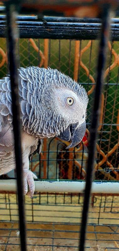 African grey parrot 2