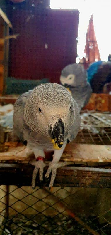 African grey parrot 3