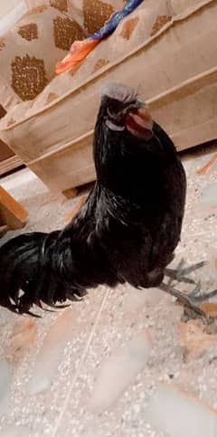 ayam cemani male for sale