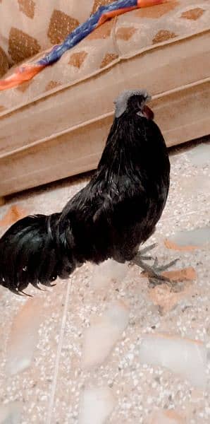 ayam cemani male for sale 2