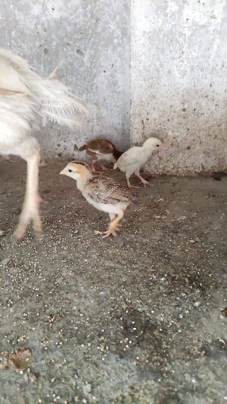 Aseel Female And Chicks 0