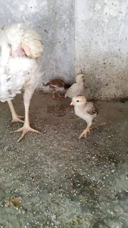 Aseel Female And Chicks 1