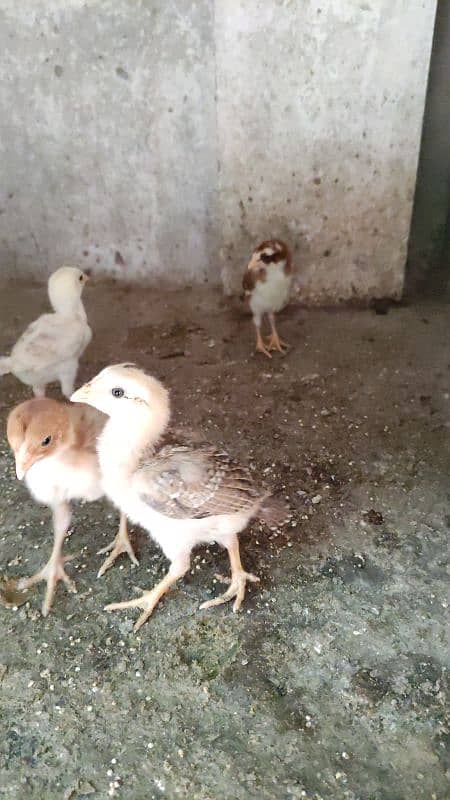 Aseel Female And Chicks 2