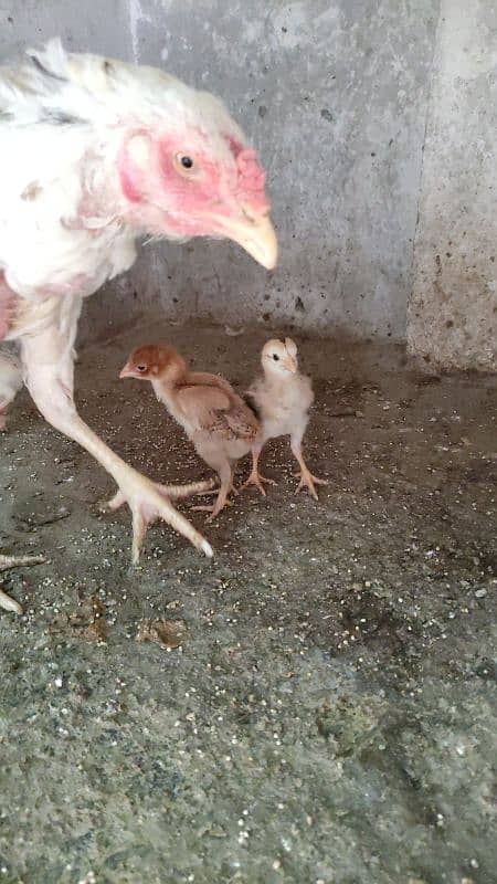 Aseel Female And Chicks 4