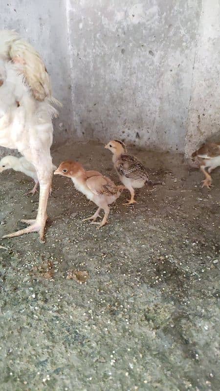 Aseel Female And Chicks 5